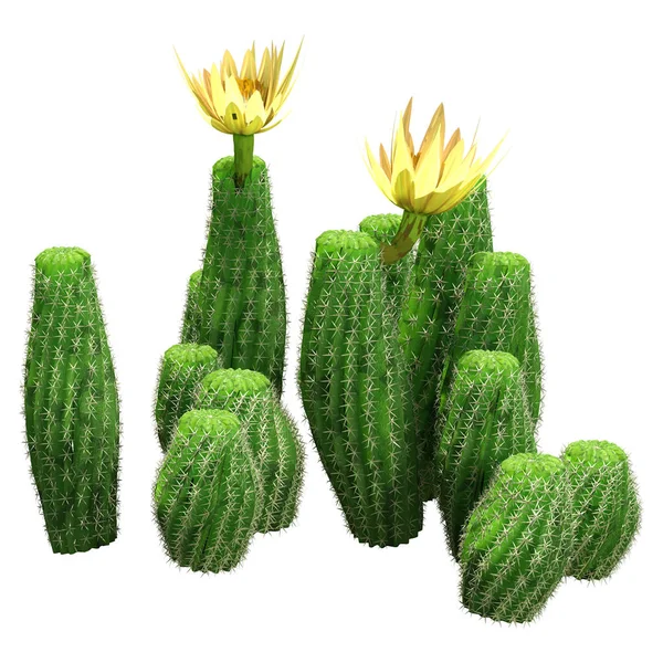 Återgivning Blommande Jordnöt Kaktus Isolerad Vit Bakgrund — Stockfoto