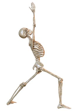 Beyaz arkaplanda izole edilmiş bir insan iskeletinin 3 boyutlu görüntülenmesi