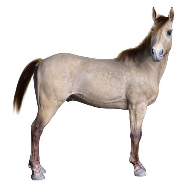 Beyaz arka planda izole edilmiş kahverengi atın 3B görüntüsü