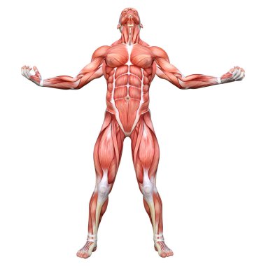 Beyaz arka planda izole edilmiş kas haritaları olan bir erkek figürünün 3 boyutlu görüntülenmesi