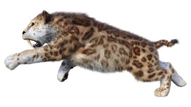 Kılıç dişli kaplanın 3 boyutlu görüntüsü beyaz arkaplanda izole edilmiş.