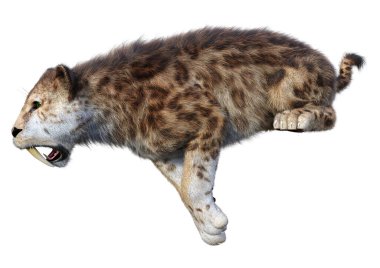 Kılıç dişli kaplanın 3 boyutlu görüntüsü beyaz arkaplanda izole edilmiş.