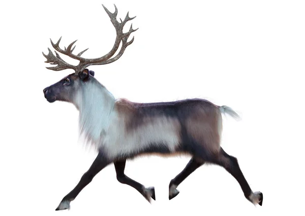 在白色背景下隔离的雄性驯鹿的3D渲染 — 图库照片