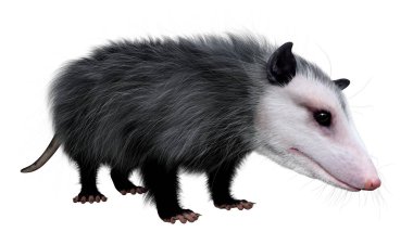 Beyaz arka planda izole edilmiş bir opossum hayvanının 3 boyutlu görüntülenmesi