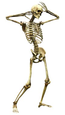 Beyaz arkaplanda izole edilmiş bir insan iskeletinin 3 boyutlu görüntülenmesi