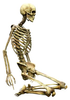 Beyaz arkaplanda izole edilmiş bir insan iskeletinin 3 boyutlu görüntülenmesi