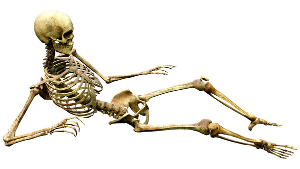 3D rendering of a human skeleton isolated on white background