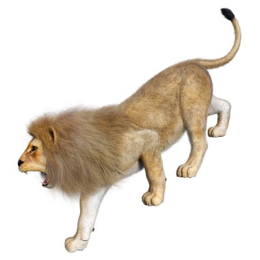 Beyaz arka planda izole edilmiş bir erkek aslanın 3 boyutlu görüntüsü