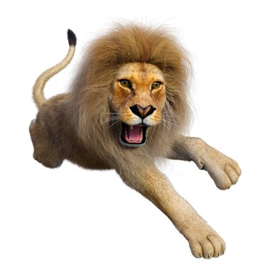 Beyaz arka planda izole edilmiş bir erkek aslanın 3 boyutlu görüntüsü