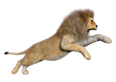 Beyaz arka planda izole edilmiş bir erkek aslanın 3 boyutlu görüntüsü