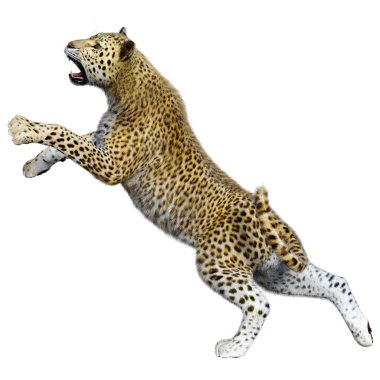 Beyaz arka planda izole edilmiş büyük bir kedi leoparının 3B görüntüsü