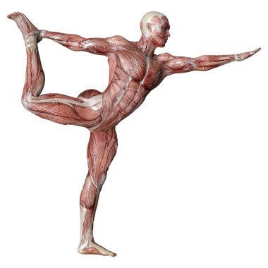 Beyaz arka planda izole edilmiş kas haritaları olan bir erkek figürünün 3 boyutlu görüntülenmesi