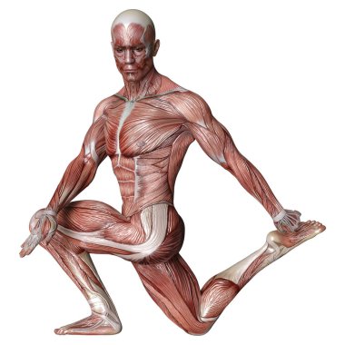 Beyaz arka planda izole edilmiş kas haritaları olan bir erkek figürünün 3 boyutlu görüntülenmesi
