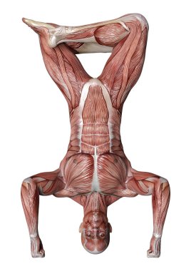 Beyaz arka planda izole edilmiş kas haritaları olan bir erkek figürünün 3 boyutlu görüntülenmesi