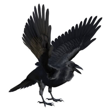 3D rendering of a black crow isolated on white background