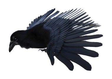 3D rendering of a black crow isolated on white background