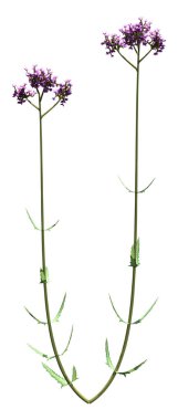 Verbena Bonariensis çiçeklerinin beyaz arkaplanda 3 boyutlu yorumlanması