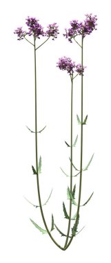 Verbena Bonariensis çiçeklerinin beyaz arkaplanda 3 boyutlu yorumlanması