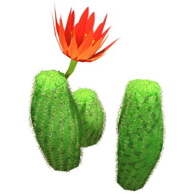 Beyaz arkaplanda 3 boyutlu fıstık kaktüsü ya da Echinopsis chamaecereus çizimi
