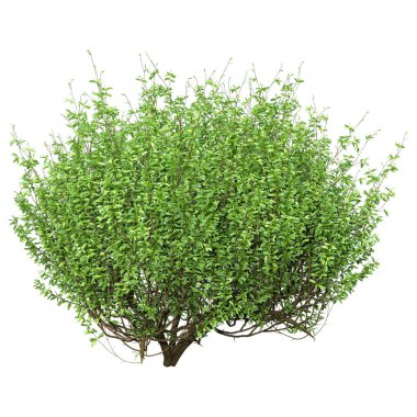 3D rendering of a green boxwood bush isolated on white background