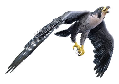 Beyaz arka planda üç boyutlu bir şahin ya da yırtıcı kuş görüntüsü