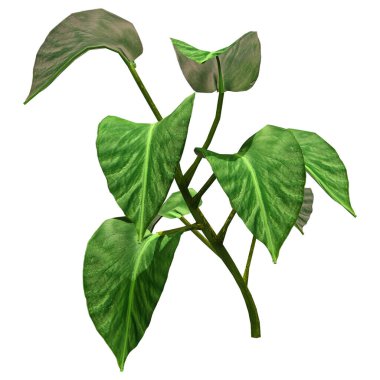 Beyaz arkaplanda izole edilmiş yeşil bir pothos bitkisinin 3B görüntülemesi