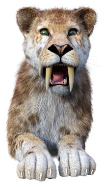 Kılıç dişli kaplanın 3 boyutlu görüntüsü beyaz arkaplanda izole edilmiş.