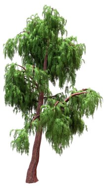 Beyaz arkaplanda izole edilmiş bir Kashmir selvi ağacının 3 boyutlu canlandırması