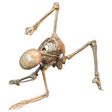 Beyaz arkaplanda izole edilmiş bir insan iskeletinin 3 boyutlu görüntülenmesi