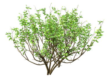 3D rendering of a green boxwood bush isolated on white background