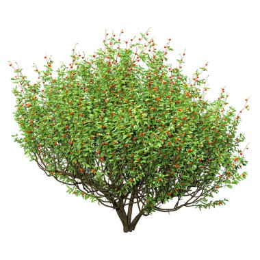 3D rendering of a green boxwood bush with red fruits isolated on white background