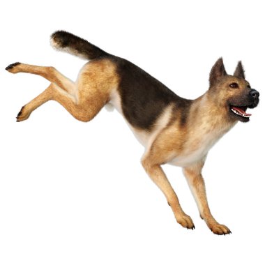 Beyaz arka planda izole edilmiş bir Alman çoban köpeğinin 3 boyutlu görüntüsü