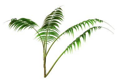 3D rendering of a green kentia palm tree or sentry palm or paradise palm isolated on white background