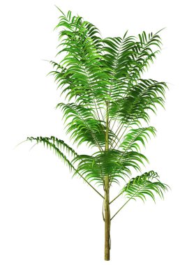 Beyaz arkaplanda izole edilmiş yeşil bir bambu ağacının 3 boyutlu canlandırması