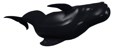 Beyaz arka plan üzerinde izole edilmiş bir pilot balinanın 3boyutlu görüntülemesi