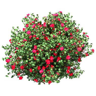 Beyaz arkaplanda izole edilmiş 3 boyutlu kamelya çalısı