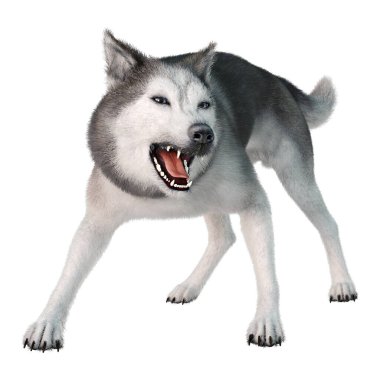 Beyaz arka planda izole edilmiş Sibirya köpeğinin 3 boyutlu görüntüsü