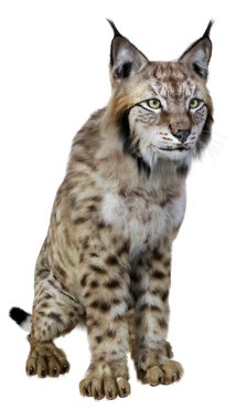 Beyaz arka planda izole edilmiş vahşi bir vaşağın 3 boyutlu görüntüsü