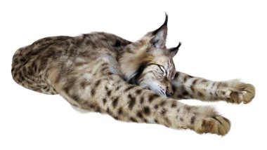 Beyaz arka planda izole edilmiş vahşi bir vaşağın 3 boyutlu görüntüsü