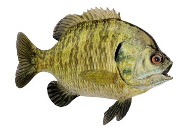 Beyaz arkaplanda 3 boyutlu mavi renkli güneş balığı ya da Lepomis makrokir balığı görüntüsü