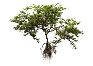 Beyaz arkaplanda izole edilmiş yeşil bir mangrov ağacının 3D görüntüsü