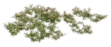 Çiçek açan papatya bitkilerinin 3 boyutlu görüntülenmesi beyaz arkaplanda izole edildi