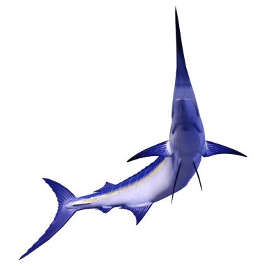 Beyaz arka plan üzerinde izole bir marlin balığı 3D render