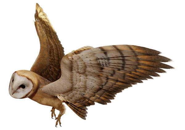 3D рендеринг фантазии совы на белом фоне