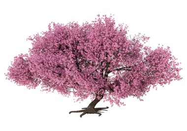 Beyaz arka plan üzerinde izole sakura ağacı çiçek açan bir pembe 3D render