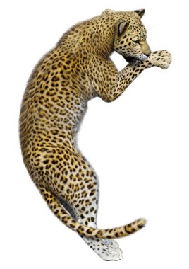 Beyaz arka planda izole edilmiş büyük bir kedi leoparının 3B görüntüsü