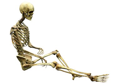 Beyaz arkaplanda izole edilmiş bir insan iskeletinin 3 boyutlu görüntülenmesi