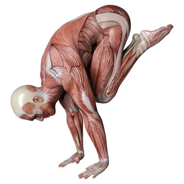 Beyaz arka planda izole edilmiş kas haritaları olan bir erkek figürünün 3 boyutlu görüntülenmesi