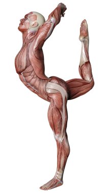 Beyaz arka planda izole edilmiş kas haritaları olan bir erkek figürünün 3 boyutlu görüntülenmesi