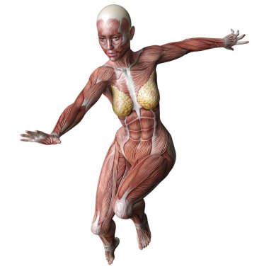 Beyaz arka planda izole edilmiş kas haritaları olan üç boyutlu bir kadın figürü